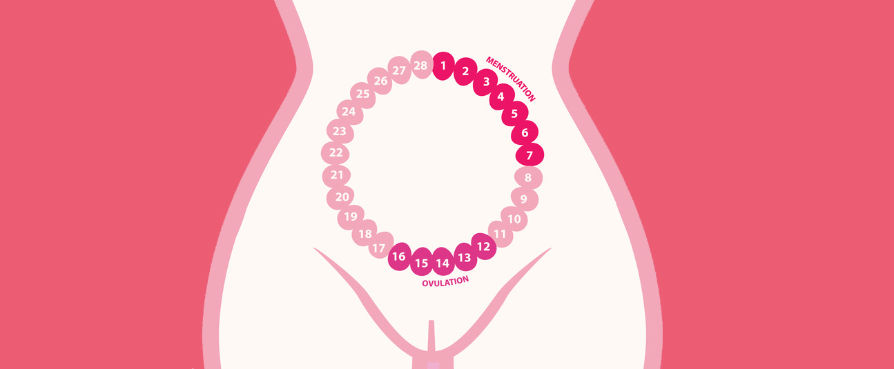 Cycle menstruel féminin