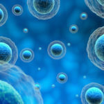 Ovulation