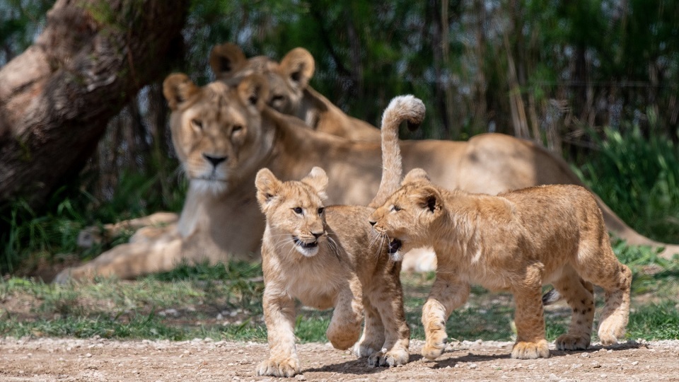 Lions de la reserve de Sigean