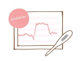 Courbe de températures - Détection de l'ovulation