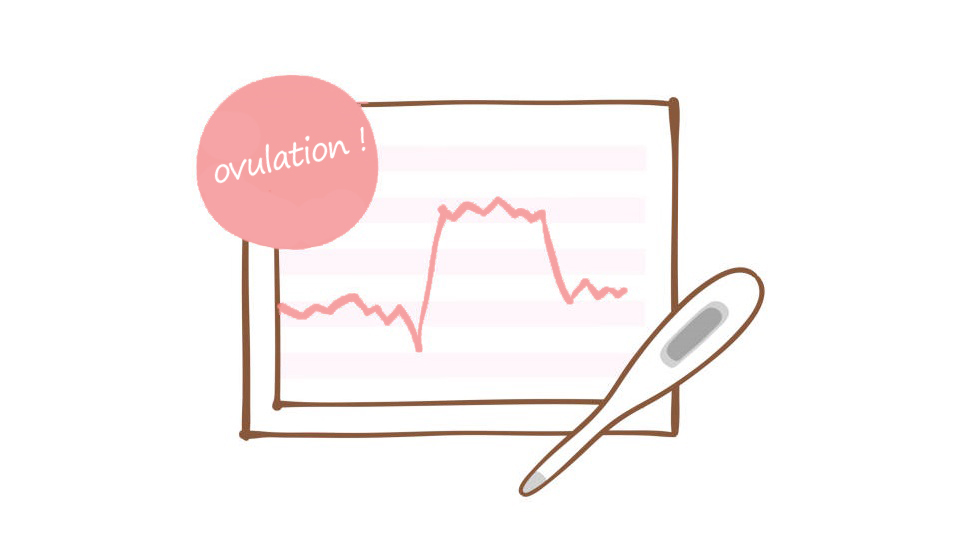 Courbe de températures - Détection de l'ovulation