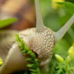 découvrez les avantages et précautions de manger des escargots pendant la grossesse pour assurer la santé de la mère et du bébé.