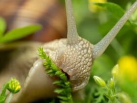 découvrez les avantages et précautions de manger des escargots pendant la grossesse pour assurer la santé de la mère et du bébé.