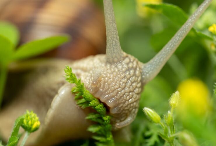 découvrez les avantages et précautions de manger des escargots pendant la grossesse pour assurer la santé de la mère et du bébé.