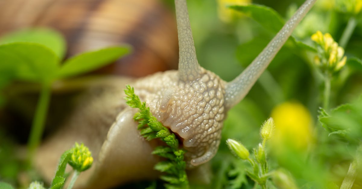 découvrez les avantages et précautions de manger des escargots pendant la grossesse pour assurer la santé de la mère et du bébé.