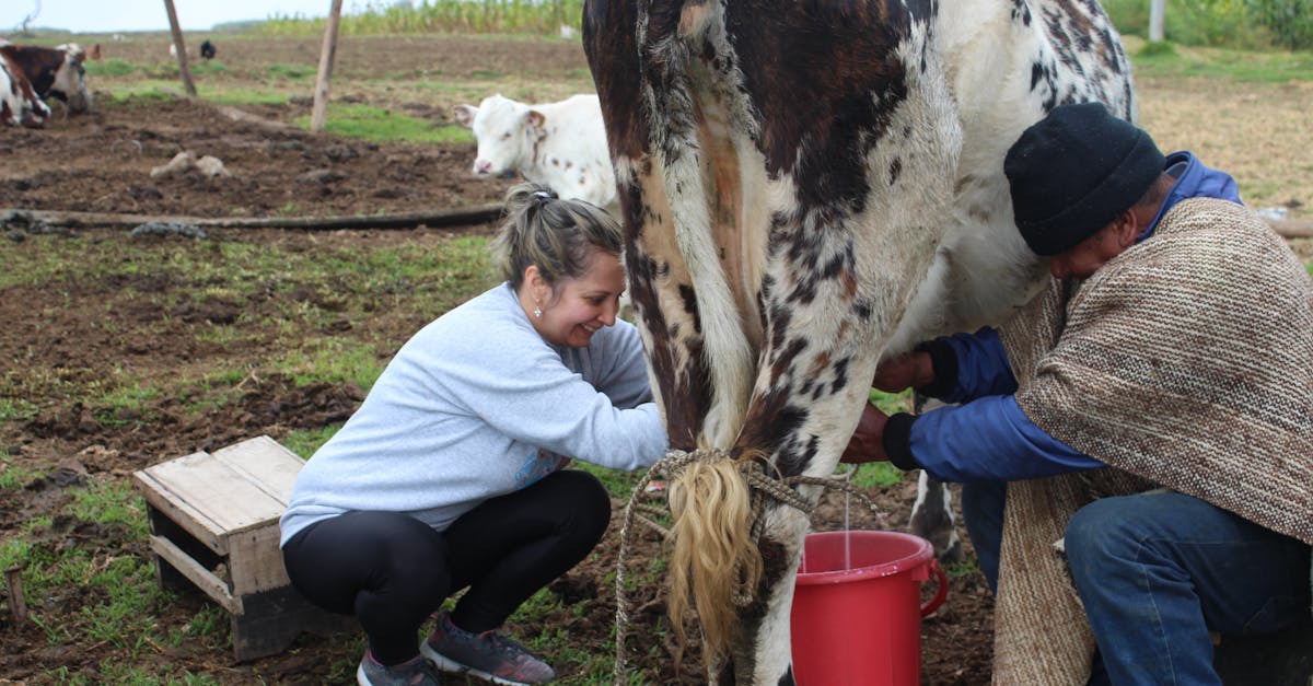 découvrez gulmik in milk, une délicieuse recette fusionnant la douceur du lait avec la saveur unique de gulmik. parfait pour un moment gourmand et réconfortant.