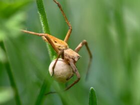 découvrez ce qu'est un sac ovulaire hypotone, ses causes, son impact sur la grossesse et les options de prise en charge médicale.