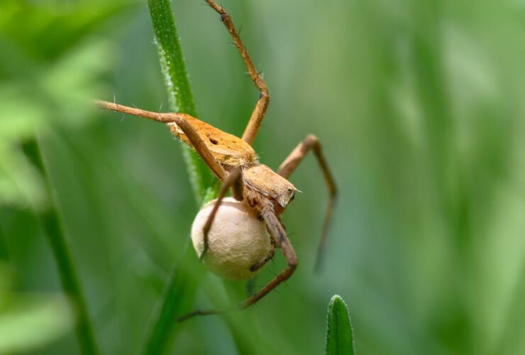 découvrez ce qu'est un sac ovulaire hypotone, ses causes, son impact sur la grossesse et les options de prise en charge médicale.