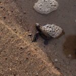 découvrez des idées uniques et créatives pour nommer votre tortue, des noms amusants, originaux et adaptés à toutes les personnalités de ces adorables reptiles.