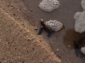 découvrez des idées uniques et créatives pour nommer votre tortue, des noms amusants, originaux et adaptés à toutes les personnalités de ces adorables reptiles.