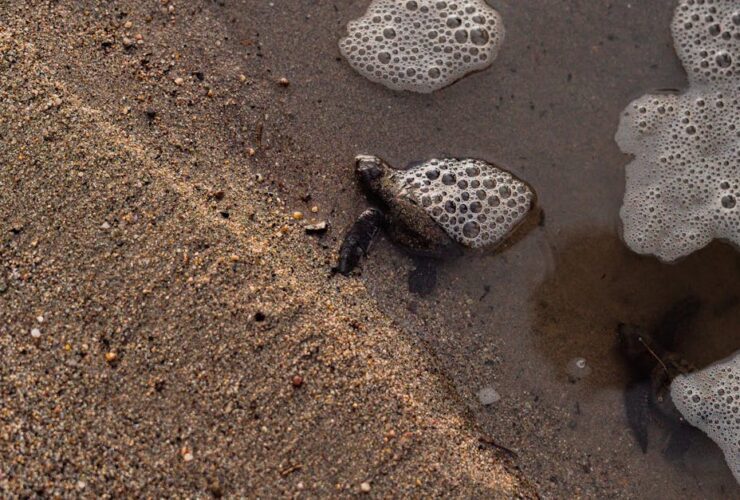 découvrez des idées uniques et créatives pour nommer votre tortue, des noms amusants, originaux et adaptés à toutes les personnalités de ces adorables reptiles.