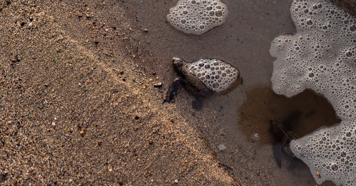 découvrez des idées uniques et créatives pour nommer votre tortue, des noms amusants, originaux et adaptés à toutes les personnalités de ces adorables reptiles.