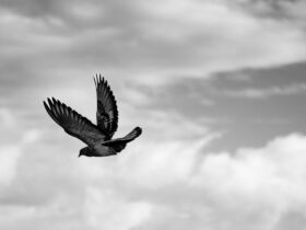 découvrez l'origine et la signification des prénoms vikings pour choisir un nom puissant et authentique inspiré des guerriers nordiques.