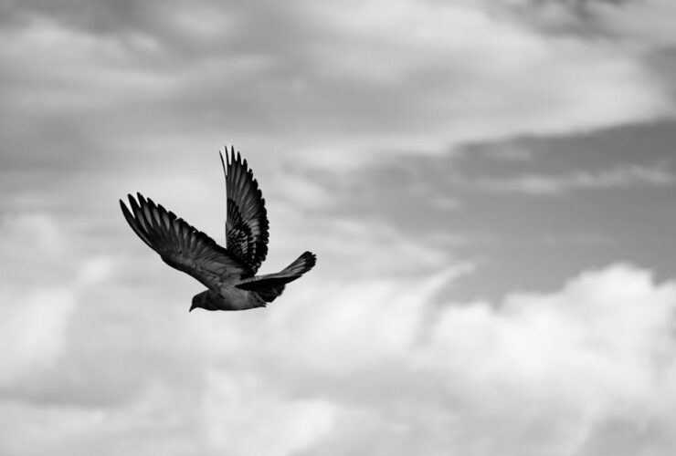 découvrez l'origine et la signification des prénoms vikings pour choisir un nom puissant et authentique inspiré des guerriers nordiques.